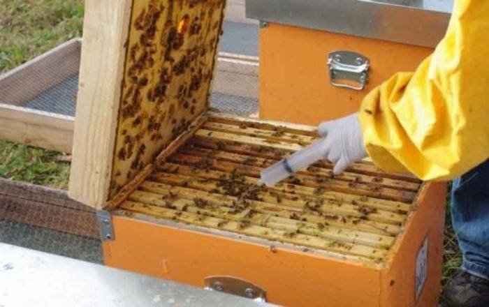 Обработка пчел «бипином» осенью: инструкция и дозировка