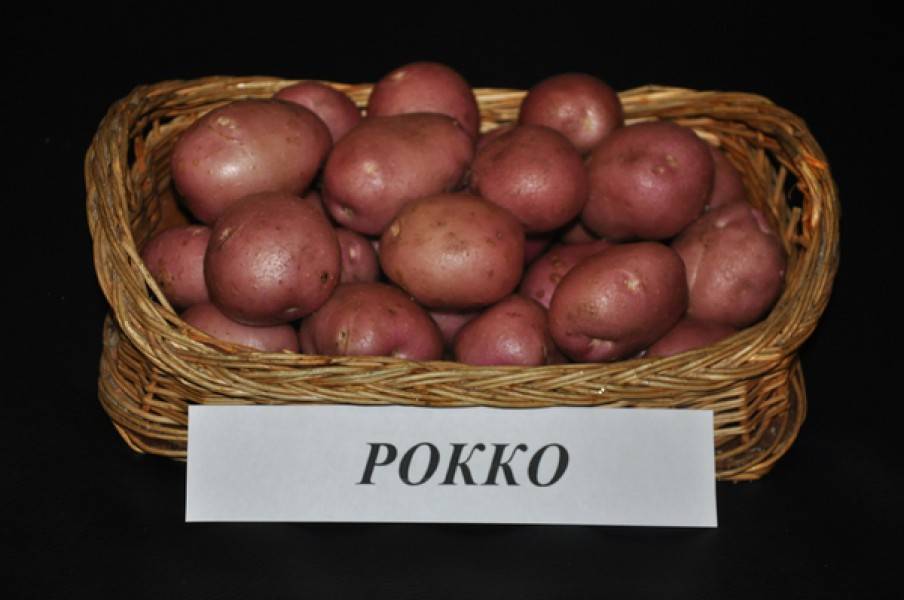 Картофель рокко: описание и характеристики сорта, посадка и уход, отзывы с фото
