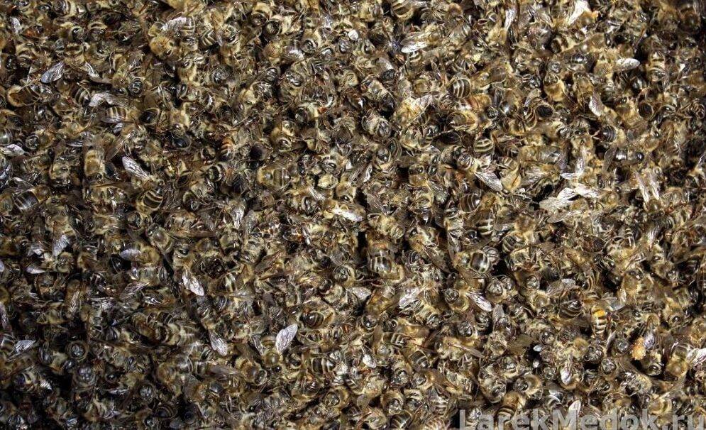 Пчелиный подмор: приготовление настойки, отвара, мази