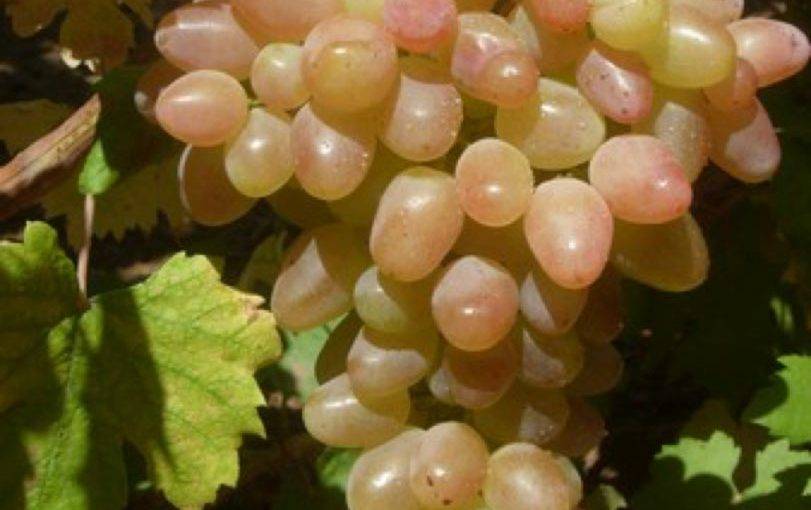 Сорт платовский — отличное решение для небольшого виноделия
