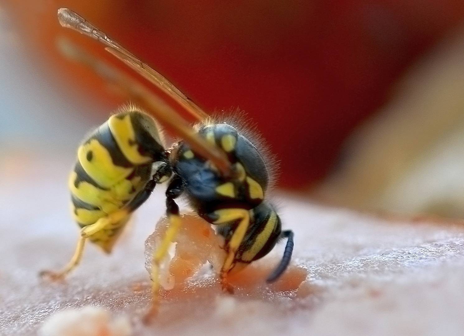 Чем питаются осы – рацион взрослых особей и личинок. что едят осы, их рацион питания