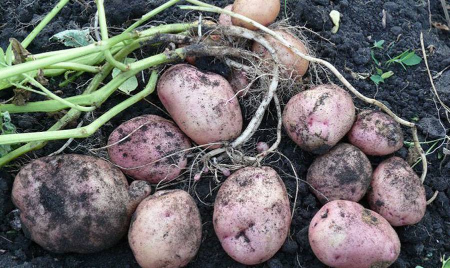 Сорт картофеля романо: характеристика, описание с фото, отзывы