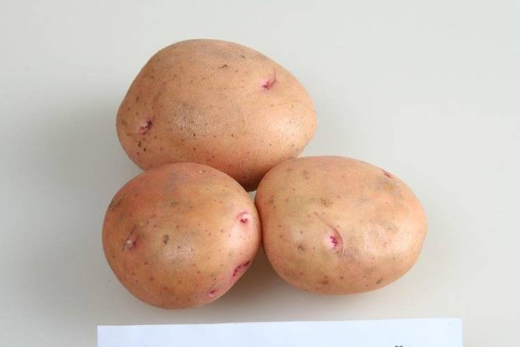 Сорт картофеля жуковский (жуковский ранний): фото, отзывы, описание, характеристики.
