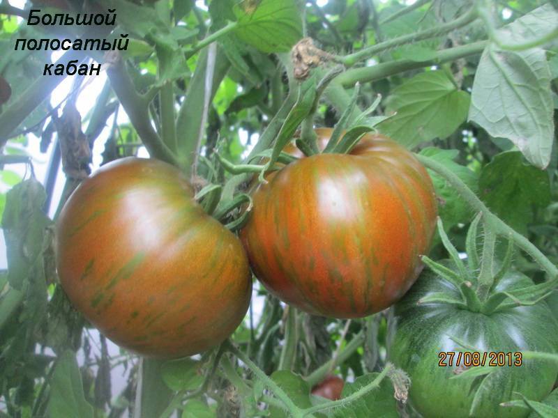 Характеристика и описание томата «большой полосатый кабан»