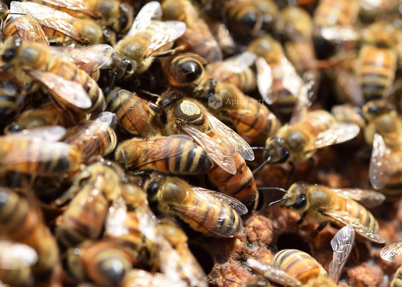 Пчелы бакфаст - характеристика, плюсы и минусы содержания