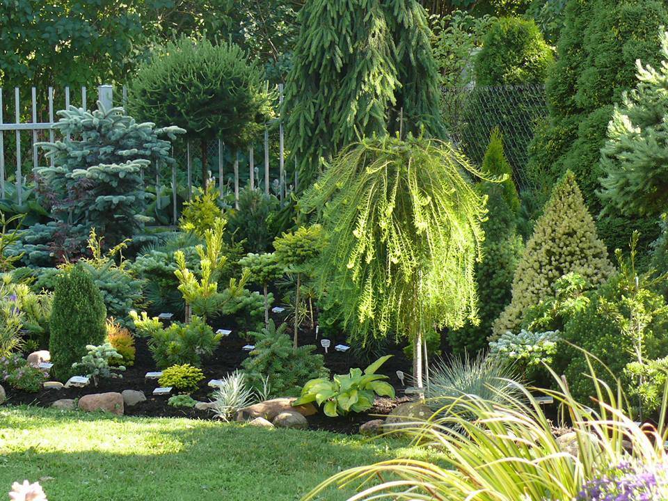 25 лучших хвойников для сада и дачи. фото, названия, рекомендации по уходу