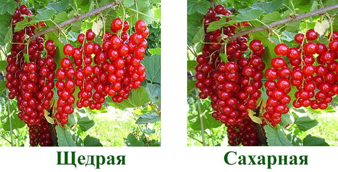 Красная сахарная смородина; описание куста, листьев, плодов и цветов; применение этого сорта; особенности выращивания и ухода