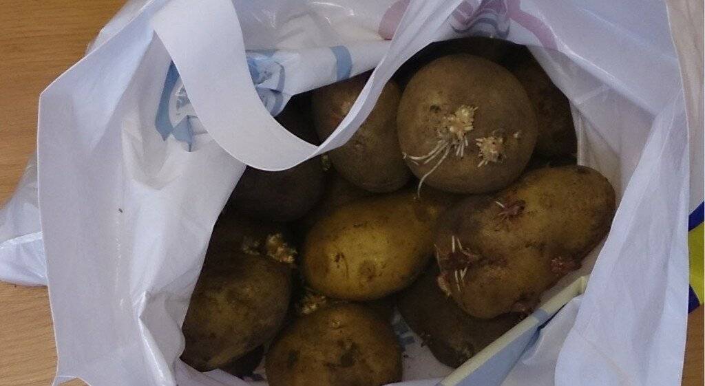 Проращивание картофеля перед посадкой: как сделать
