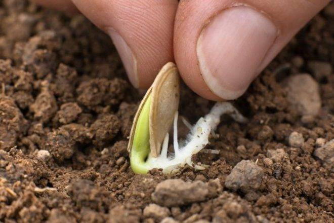 Как правильно посадить огурцы в открытый грунт семенами, на какую глубину
