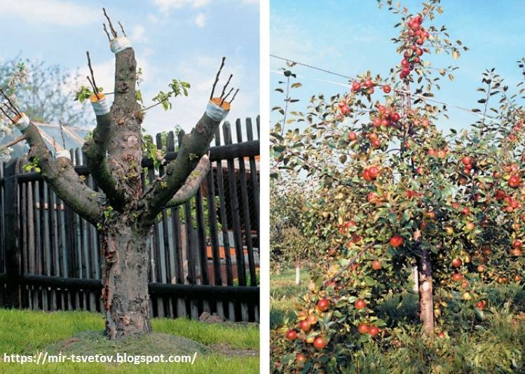 Особенности обрезки старых яблонь осенью: правила и схемы для начинающих