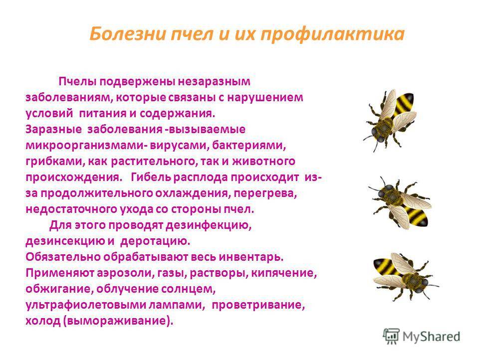 Незаразные и инфекционные болезни пчел — agroxxi