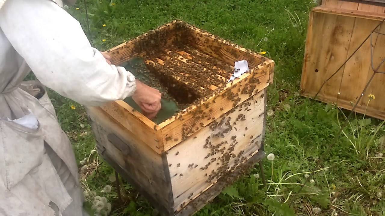 Применение противороевых приемов в пчеловодстве
