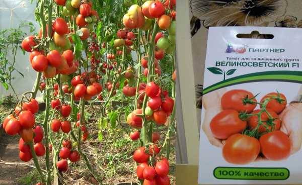 Великосветский f1 – гибрид томата, способный удивлять, описание особенностей и техника выращивания