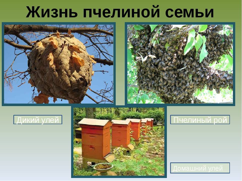 Дикие пчелы: виды, основные отличия, места обитания и советы по избавлению (фото + видео)