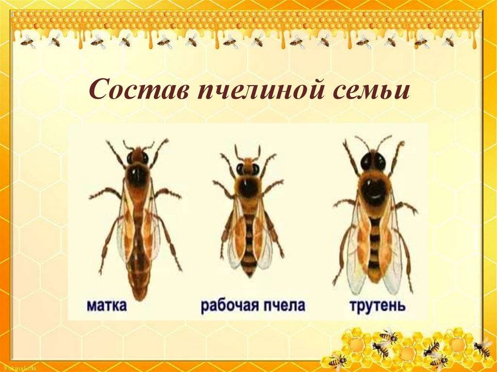 Состав пчелиной семьи. 500 советов пчеловоду