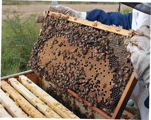 Современное пчеловодство для начинающих - все о разведении пчел в домашних условиях | cельхозпортал