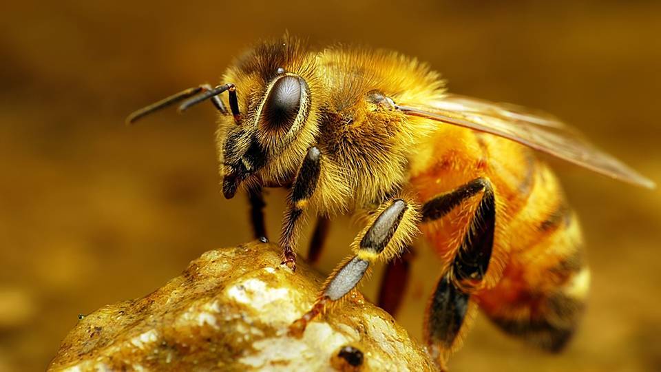 Пчелы: разновидности пчел, размножение, производство меда, факты о пчелах