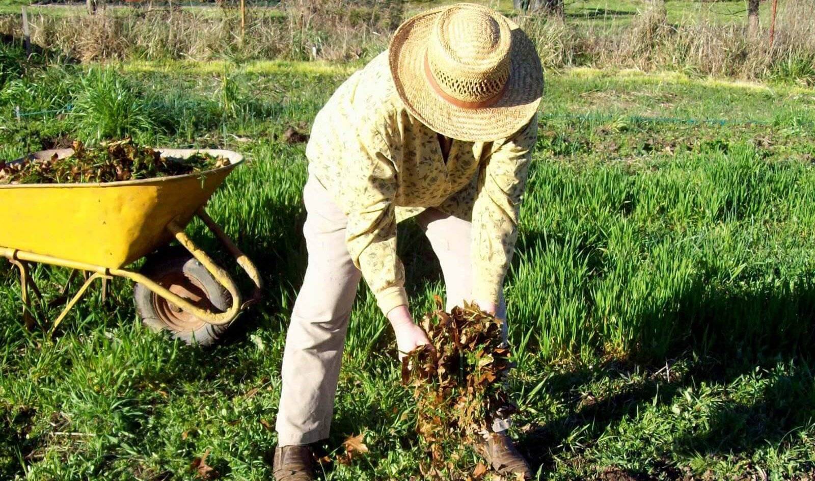 Чем лучше удобрить землю - как удобряется своими руками почва в саду и на огороде
