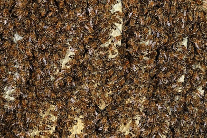 Кавказская порода пчел: характеристика, виды, особенности