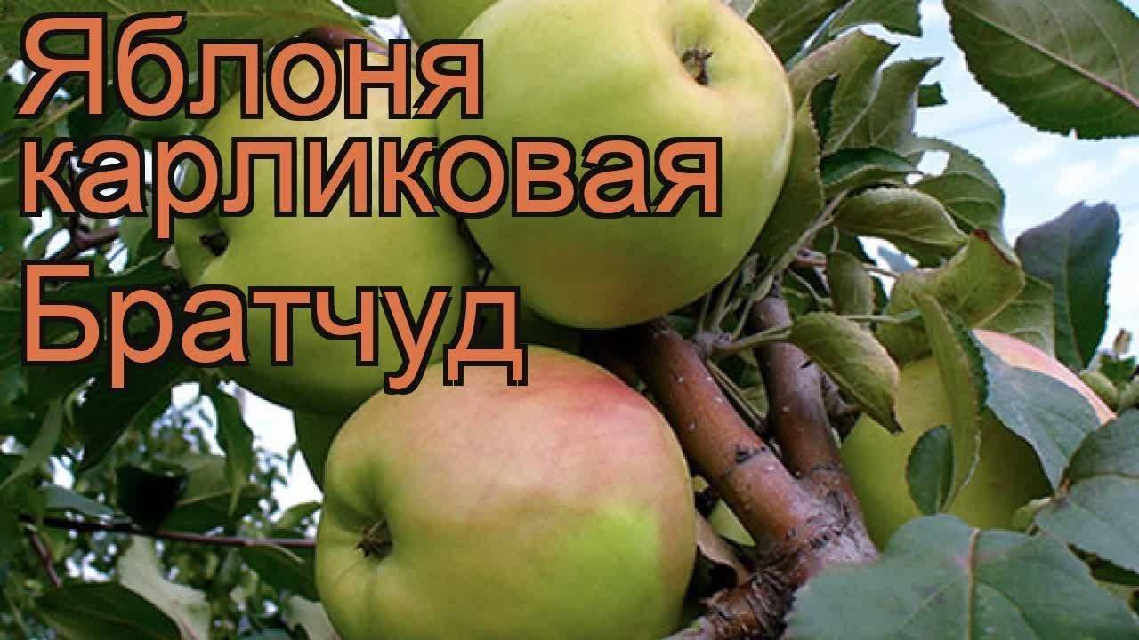 Зимний сорт яблони «братчуд»: особенности и секреты выращивания