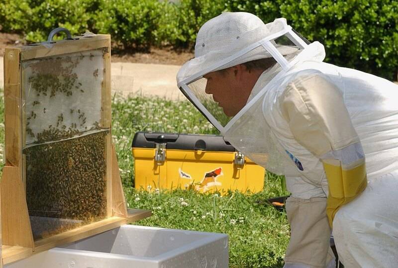 Весенние работы на пасеке: что делать весной с пчелами, какие заботы у пчеловода