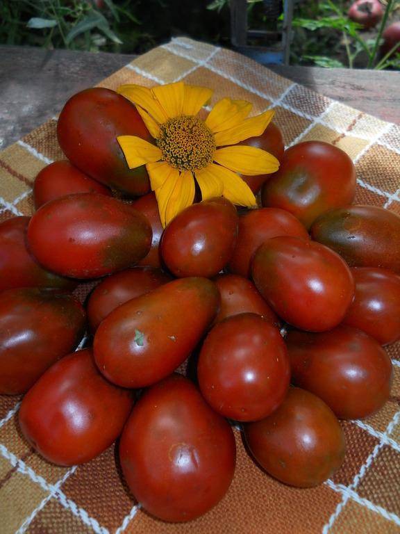 Описание сорта томат шоколадный зайчик и его характеристики - о вашем прекрасном саде