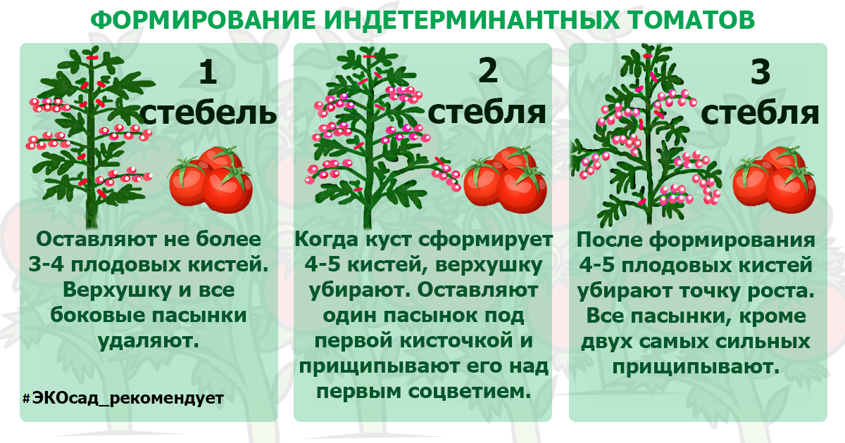Выращиваем томат «царский подарок» поэтапно, начиная с рассады и заканчивая сбором обильного урожая