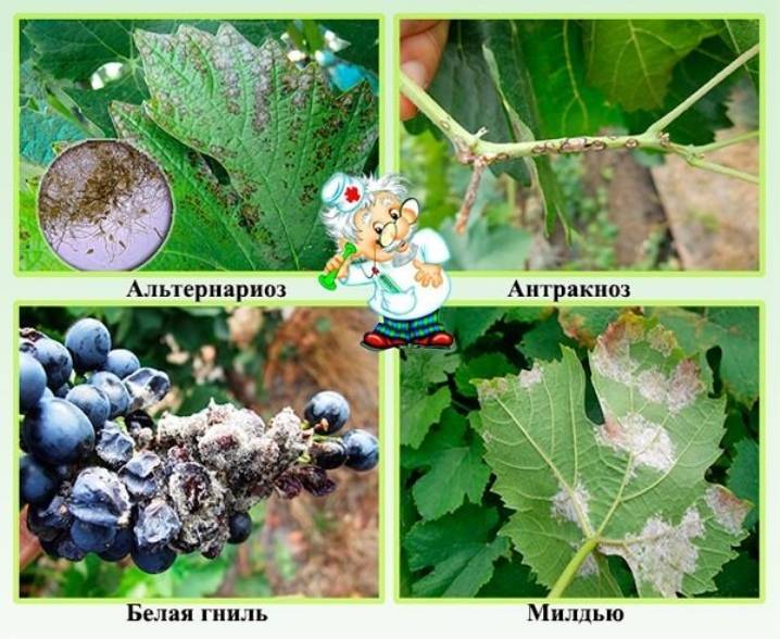 Болезни и вредители винограда с описанием и фотографиями (+способы лечения и обработка)