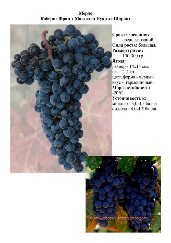 Сорт винограда пино: гриджио, менье, гри, блан, фран, история селекции, описание сорта