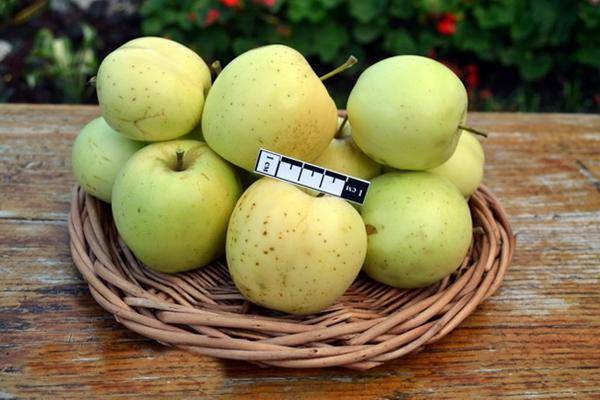Многоименная яблоня «аркад летний», «желтый» или «длинный»
