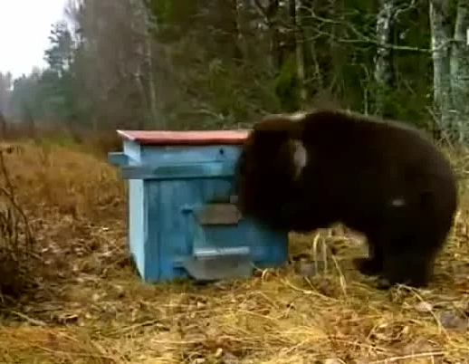 Как избавиться от визитов медведя на пасеке