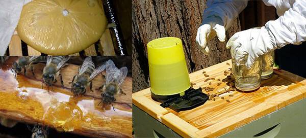 Какие витамины нужны пчелам для подкормки в весенний период? |