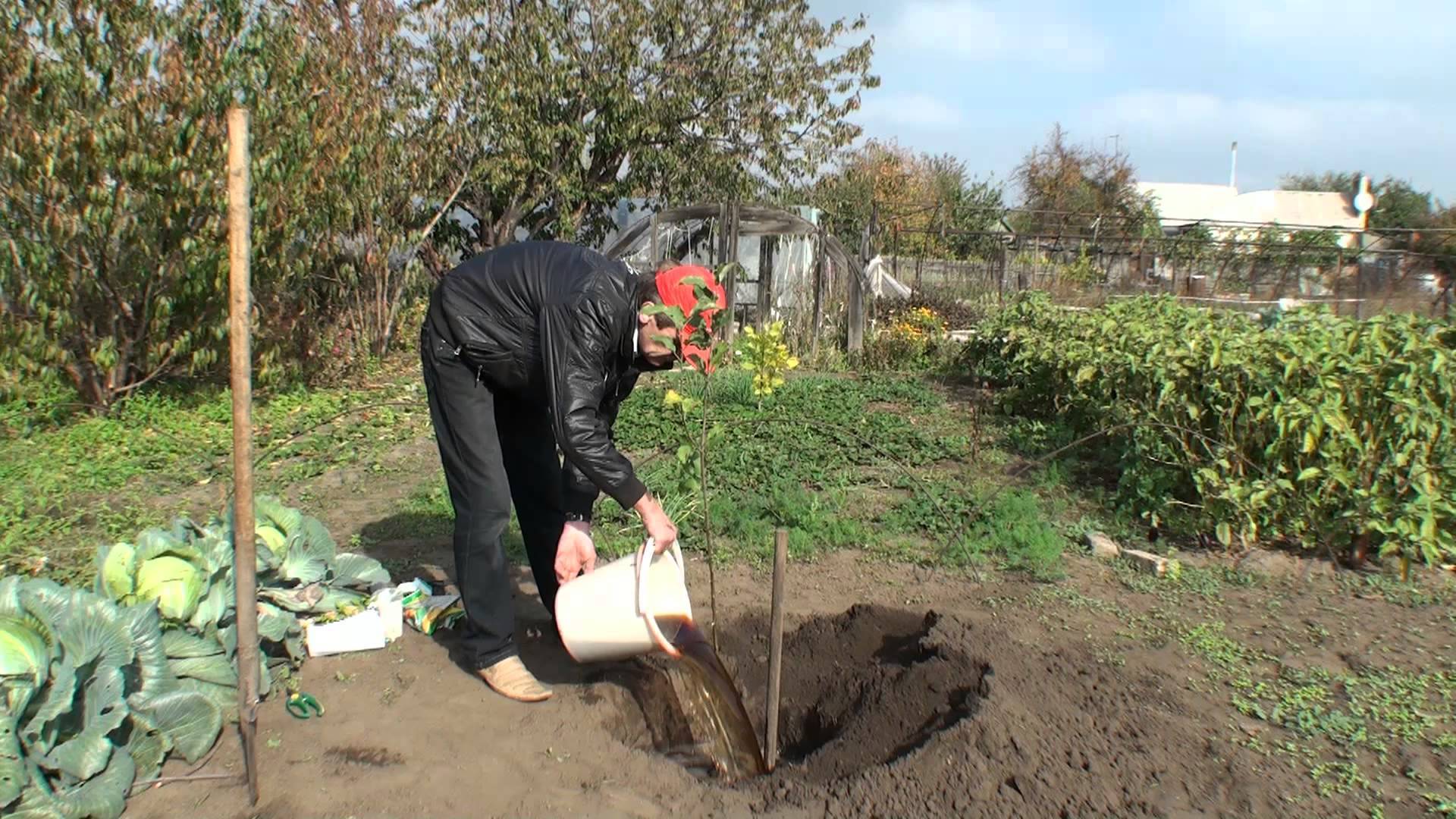 Посадка и уход за вишней в саду: правила выращивания вишни