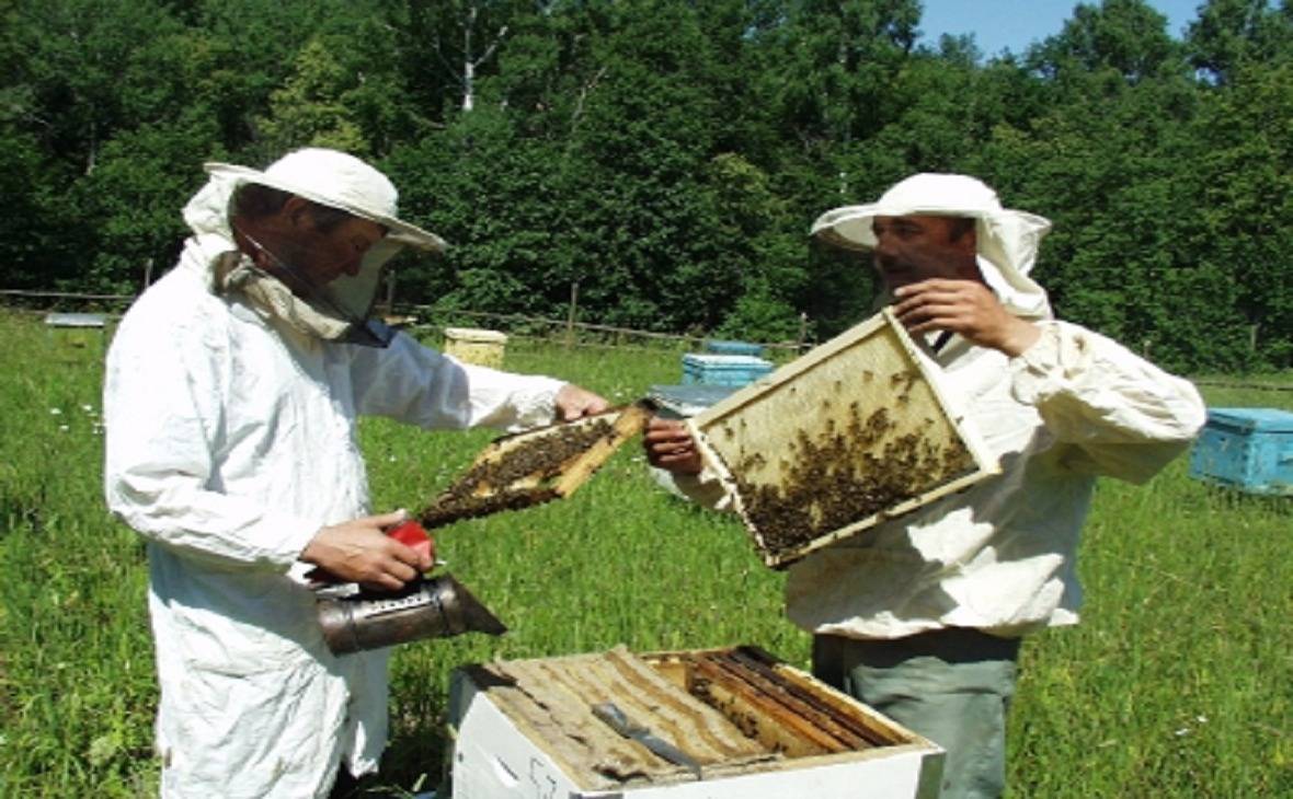 Бортевое пчеловодство башкирии