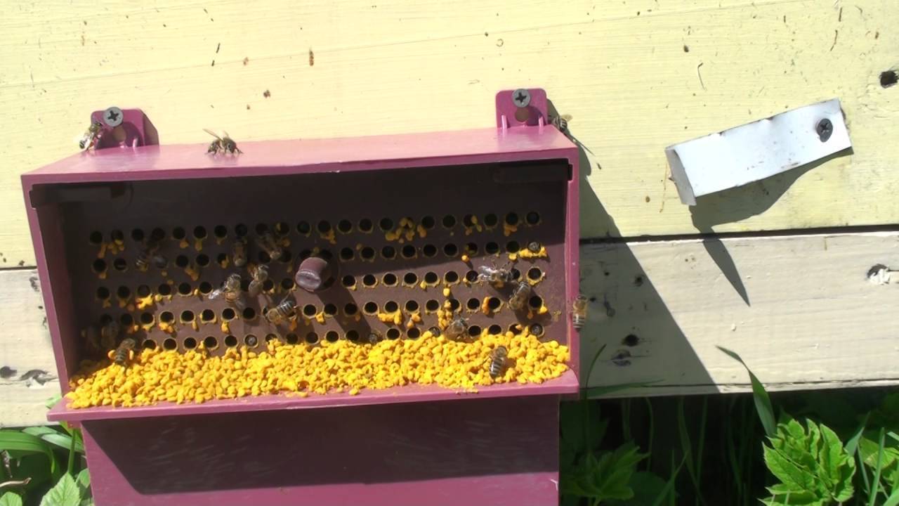 Рецепты канди для подкормки и лечения пчел