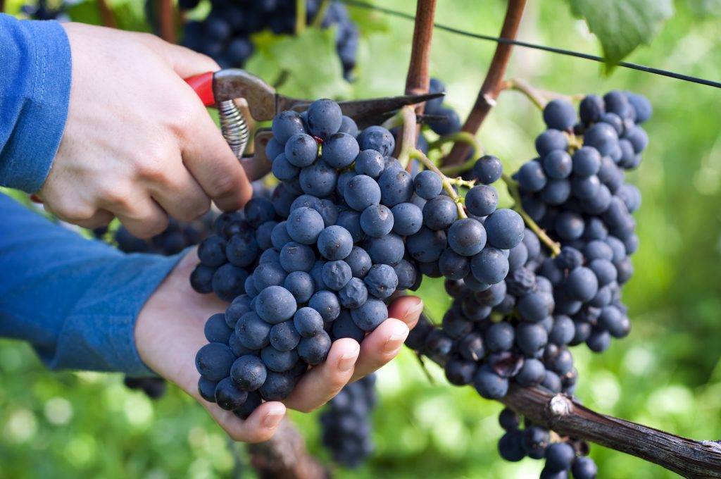 Виноград софия: описание столового сорта винограда, уход и выращивание