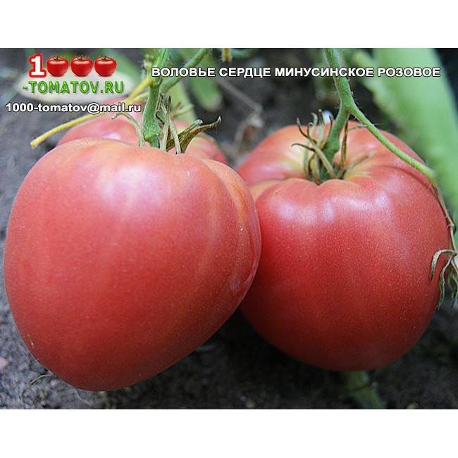 Минусинские помидоры: описание сорта, отзывы, фото, урожайность