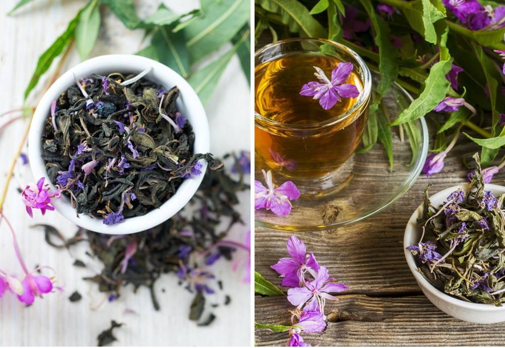 Трава иван-чай: польза и вред, рецепты для здоровья