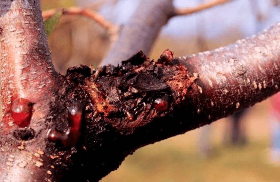 Сажистый грибок на яблоне: лечение черного налета, эффективные меры борьбы