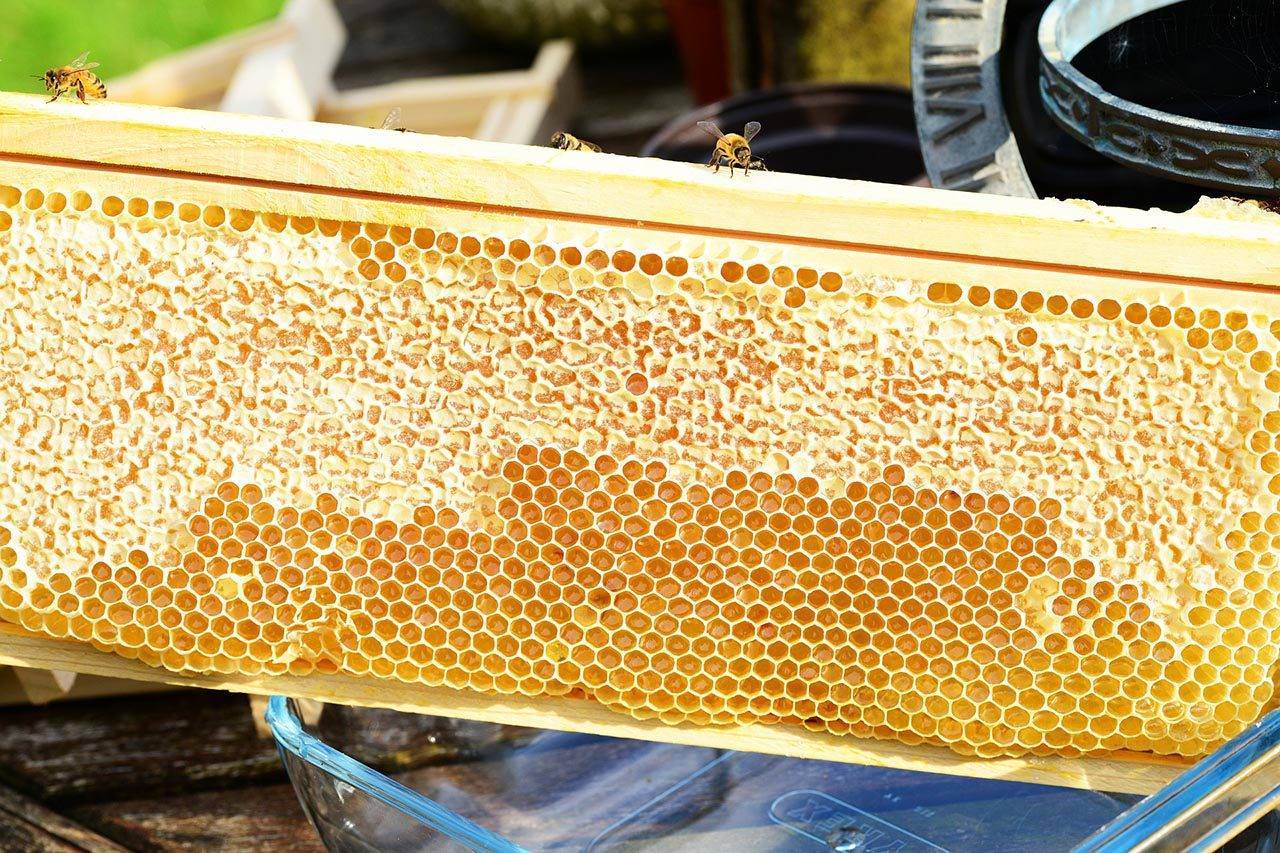 Сколько меда дают пчелы: средние показатели продуктивности