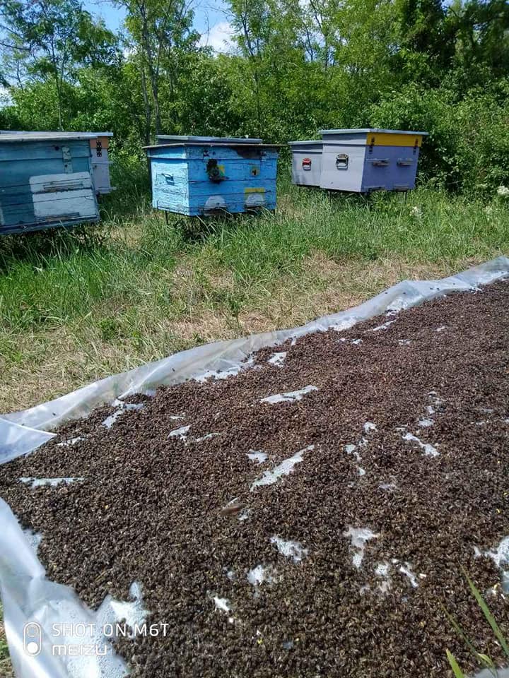 Токсичность пестицидов для пчел - pesticide toxicity to bees