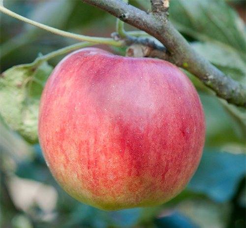 Яблоки джонатан: описание и характеристики сорта, посадка и уход, отзывы с фото