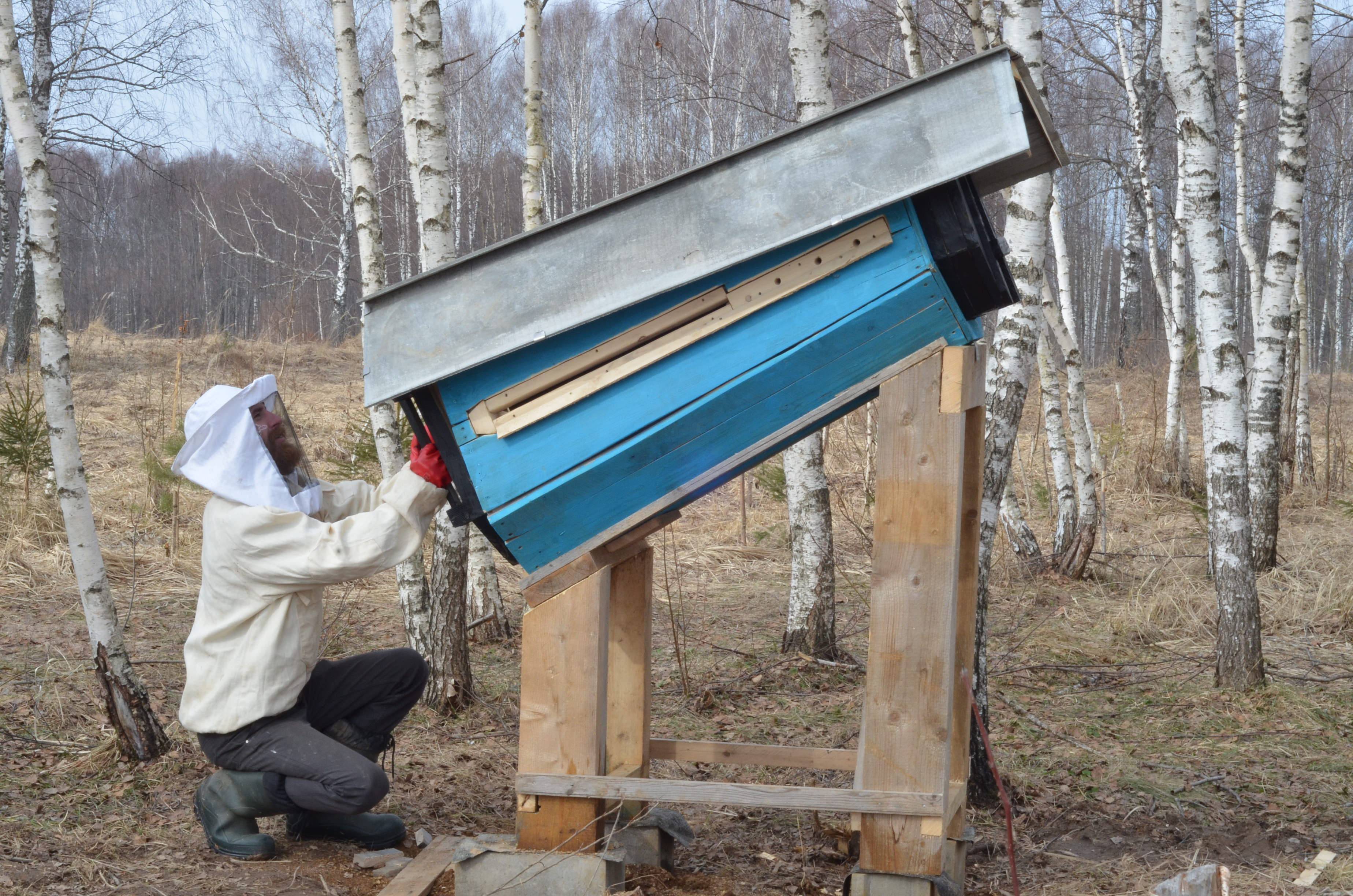 Пчелиные колоды: их размеры, особенности, как сделать своими руками, виды