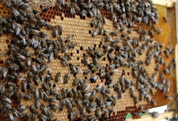 Лечение гнильца у пчел. полезные советы по обнаружению признаков, использованию препаратов и профилактике