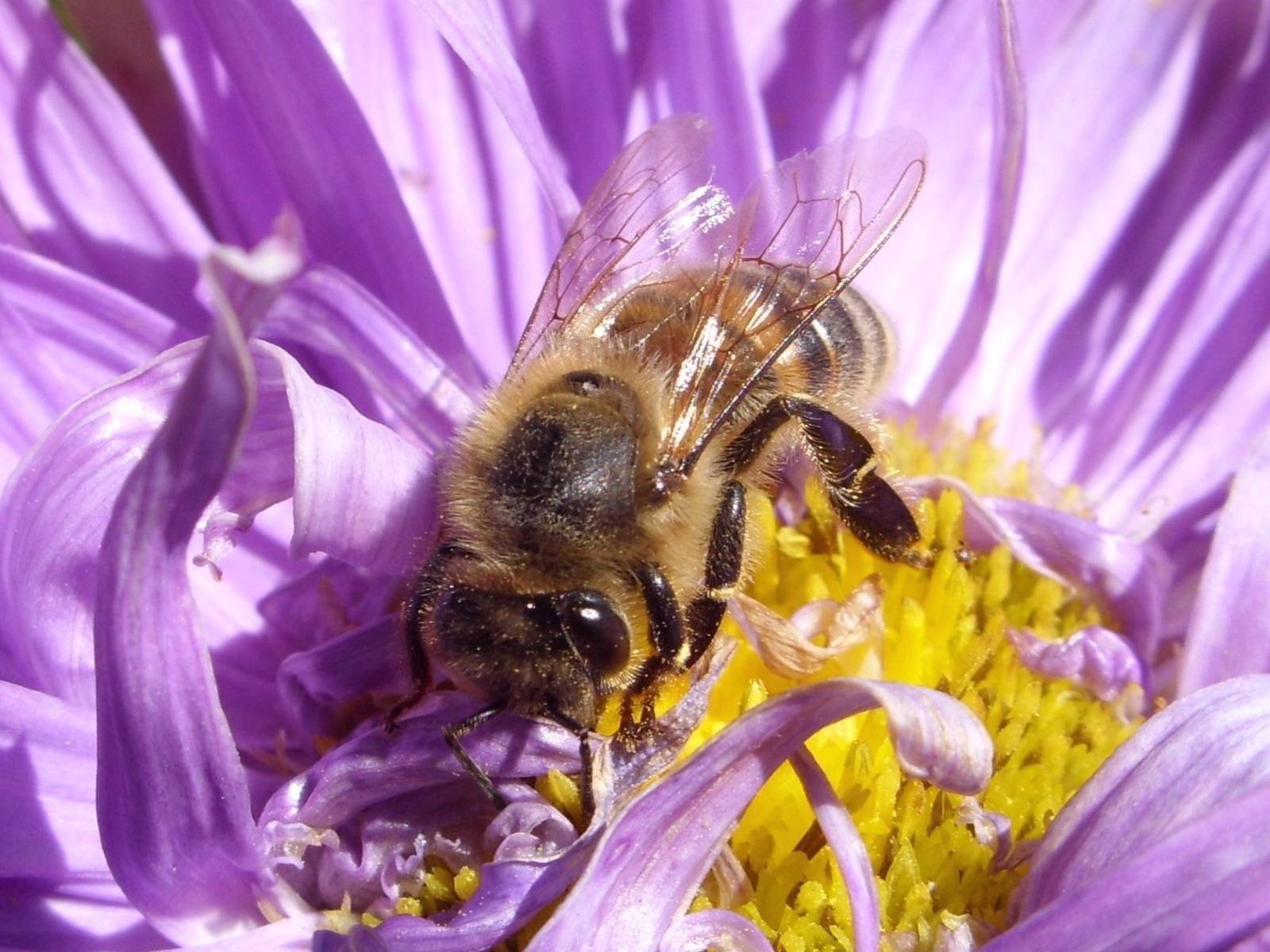 Роль пчел в опылении растений и как заставить собирать пыльцу