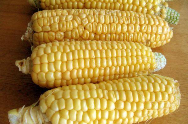Кукуруза сахарная: сорта и технология выращивания