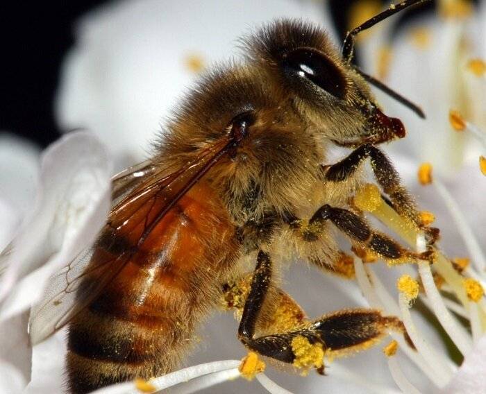 Африканизированная пчела-убийца: описание и особенности, возникновение, распространение, чем опасна, фото, видео – med-pochtoi.ru