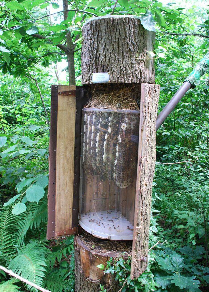 Бортевое пчеловодство: описание, плюсы и минусы, изготовления борти