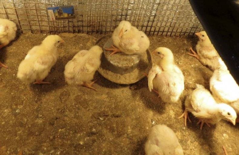 О бройлерах и цыплятах: что делать, если плохо едят и набирают вес, не растут