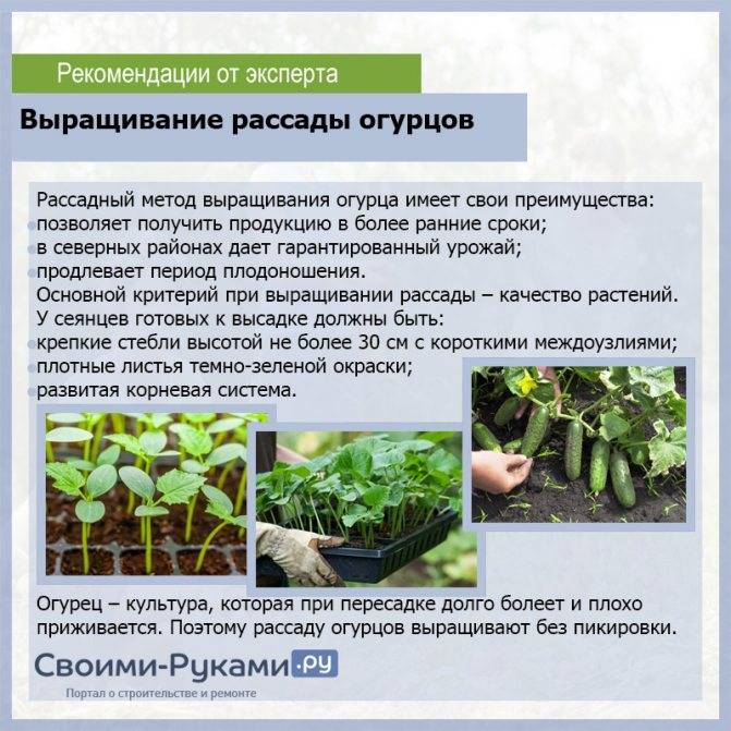 Рассада огурцов - 7 простых и эффективных способов выращивания